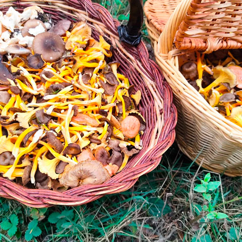 Bolets de temporada del restaurant Tarannà Mataró